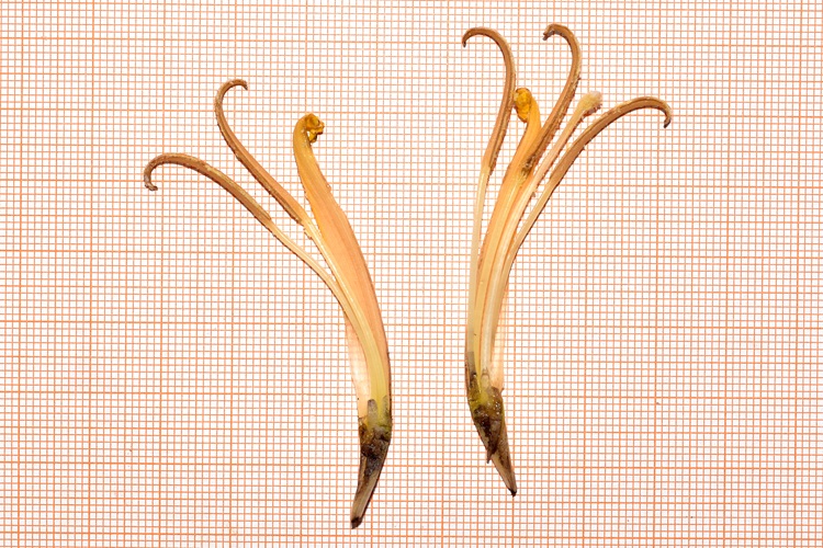 Musa basjoo,  fiore maschile, sezione.
