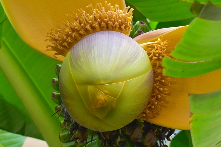 Musa basjoo,  fiore maschile, bocciolo 2.