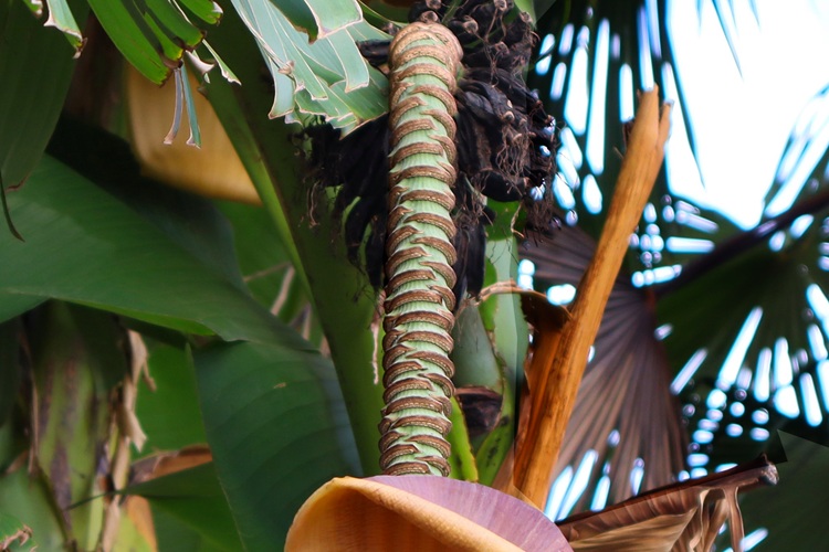 Musa basjoo,  frutto, rachide, Fibonacci.