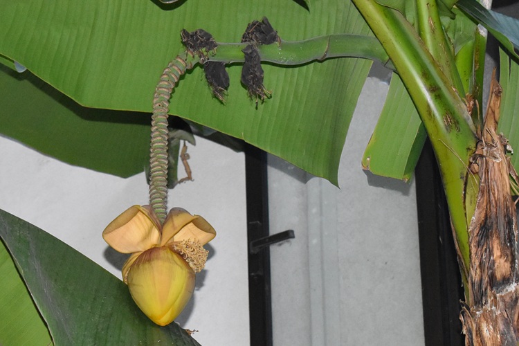 Musa basjoo,  infiorescenza.