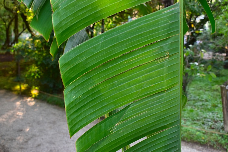 Musa basjoo,  foglia venature.