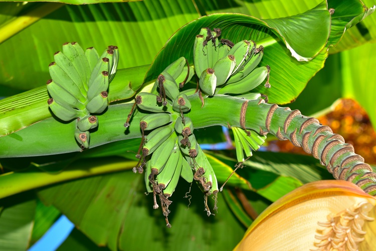 Musa basjoo,  frutto, infruttescenza.