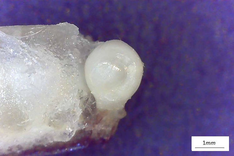 Musa basjoo,  fiore femminile al microscopio, ovulo.