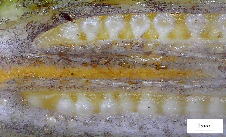 Musa basjoo,  fiore femminile al microscopio, sez longitudinale ovario.