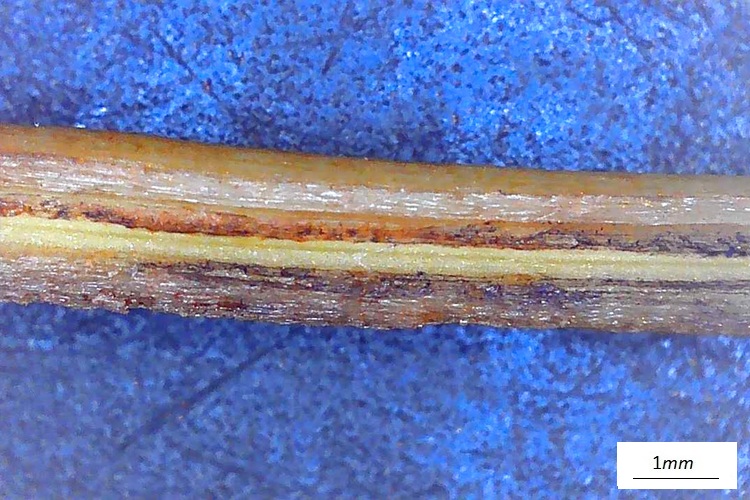 Musa basjoo,  fiore femminile al microscopio, sezione stilo.