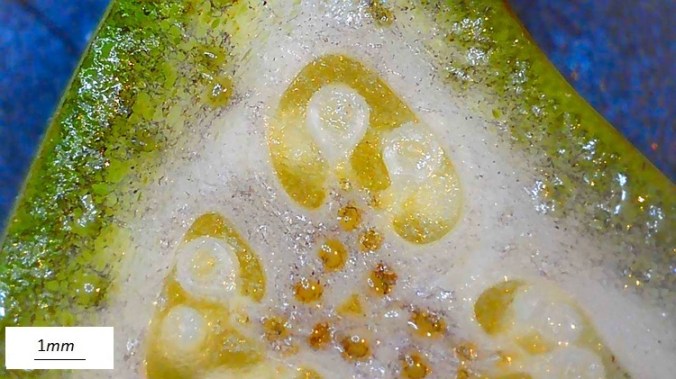 Musa basjoo,  fiore femminile al microscopio, sez trasversale ovario.