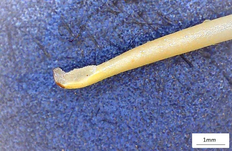 Musa basjoo,  fiore femminile al microscopio, stame sterile.