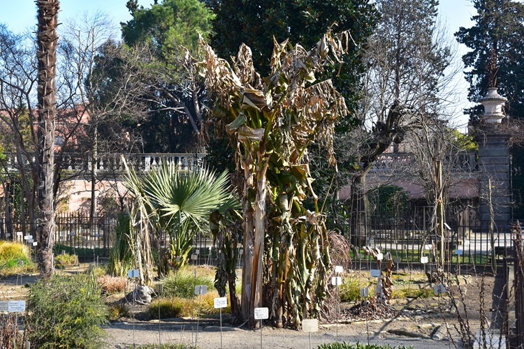Musa basjoo, portamento, Orto Quarto della Tamerice.