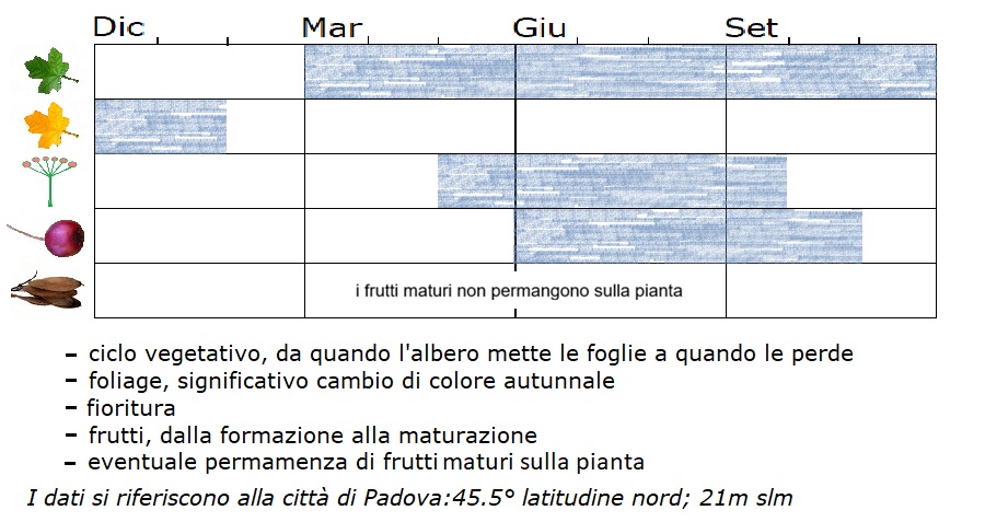 Musa basjoo, fenologia.