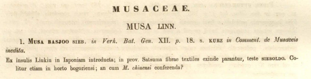 Musa basjoo, protologo.