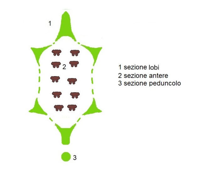 Pterocarya stenoptera, diagramma fiorale.