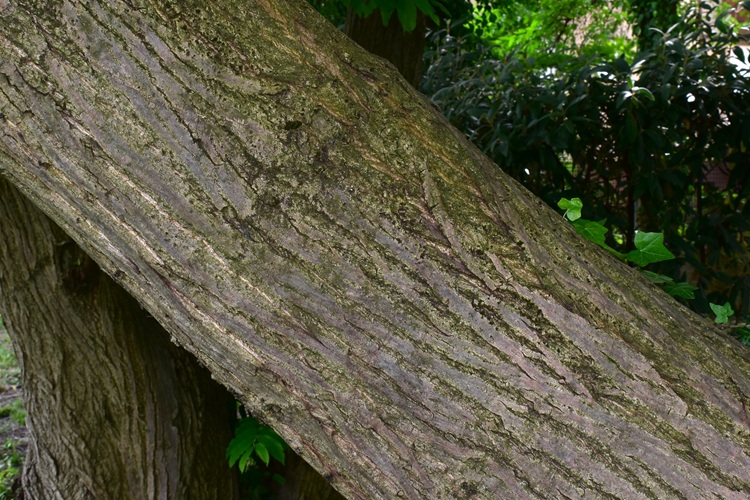 Pterocarya fraxinifolia, corteccia matura.