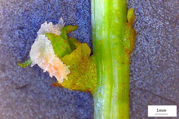 Pterocarya fraxinifolia, fiore femminile  al microscopio. Vista laterale.