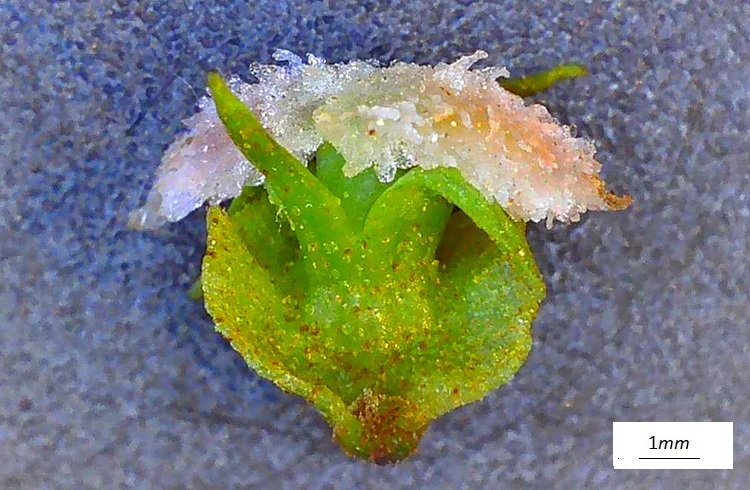 Pterocarya fraxinifolia, fiore femminile  al microscopio. Vista frontale.