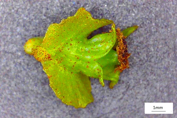 Pterocarya fraxinifolia, fiore femminile, di un mese, al microscopio.