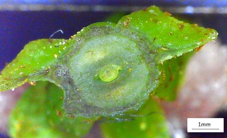 Pterocarya fraxinifolia, fiore femminile  al microscopio. Sezione ovario.