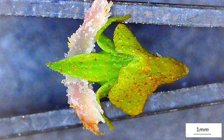 Pterocarya fraxinifolia, fiore femminile  al microscopio. Vista dorsale.