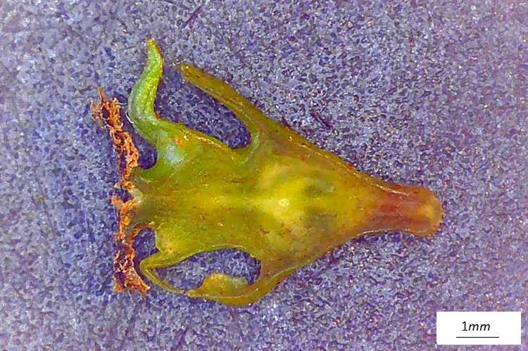 Pterocarya fraxinifolia, fiore femminile  al microscopio. Sezione longitudinale.
