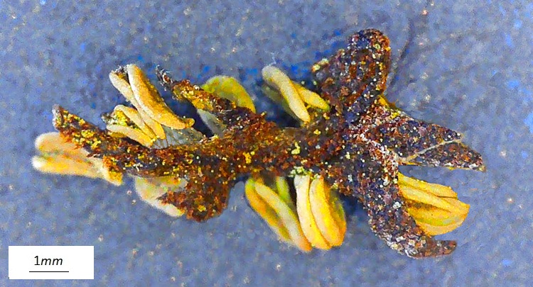 Pterocarya fraxinifolia, fiore maschile al microscopio. Rovescio.