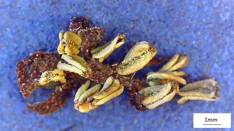 Pterocarya fraxinifolia, fiore maschile al microscopio. Reto.
