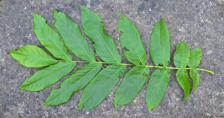 Pterocarya fraxinifolia, foglia, pagina superiore.