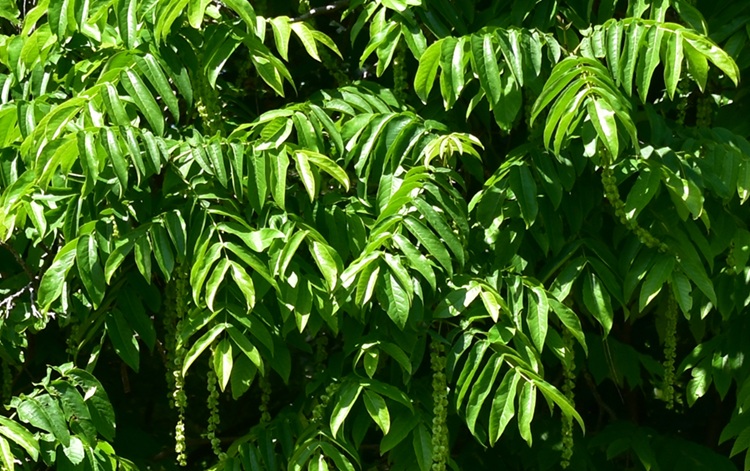 Pterocarya fraxinifolia, foglia.