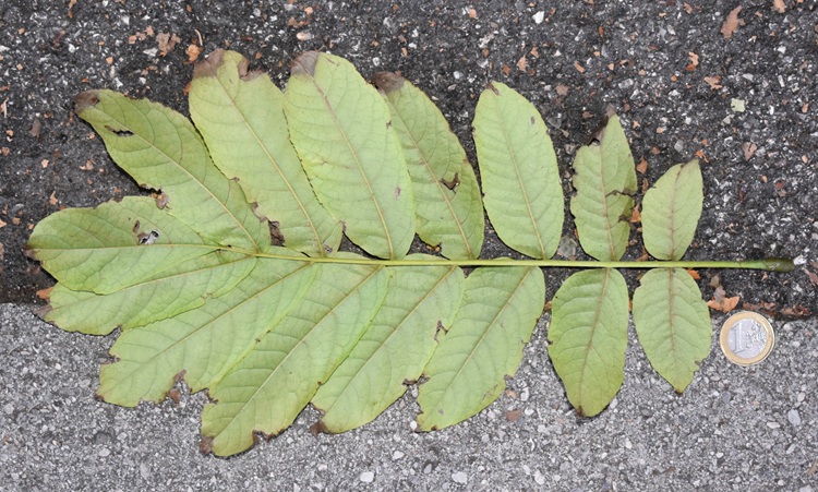 Pterocarya fraxinifolia, foglia, pagina inferiore.