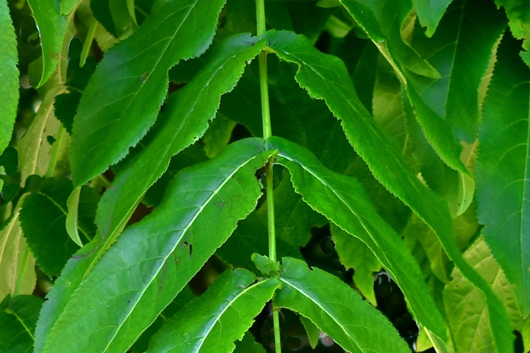 Pterocarya fraxinifolia, foglioline.