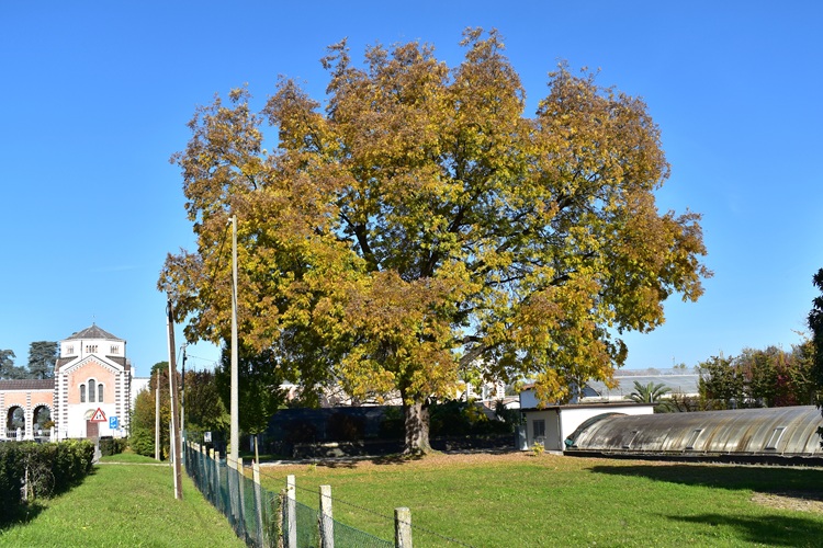Pterocarya fraxinifolia, foliage.