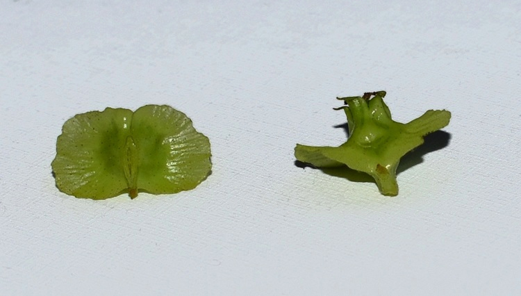 Pterocarya fraxinifolia, frutti; dritto e rovescio.