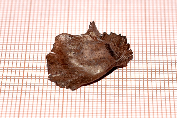 Pterocarya stenoptera, base di tre quarti.