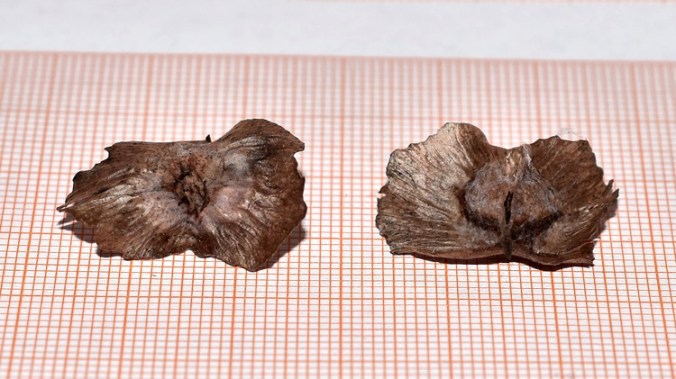 pterocarya stenoptera, frutto base e vertice.