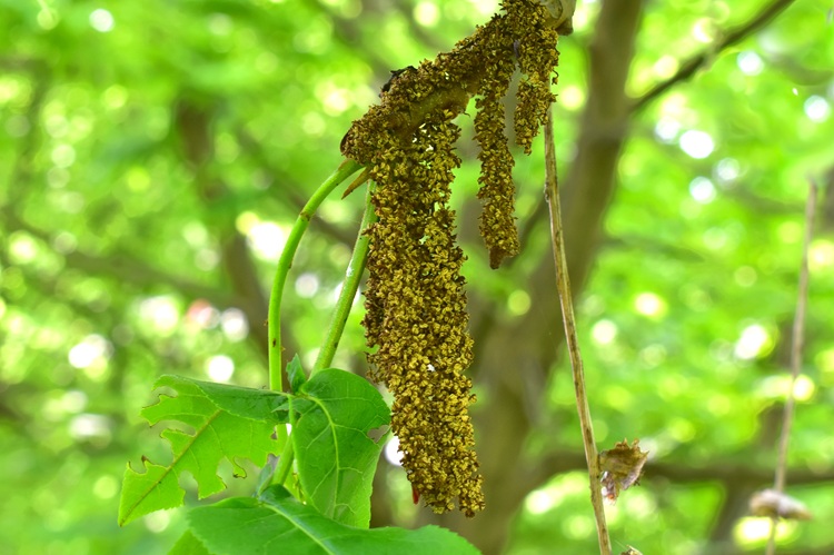 Pterocarya fraxinifolia, infiorescenza maschile.