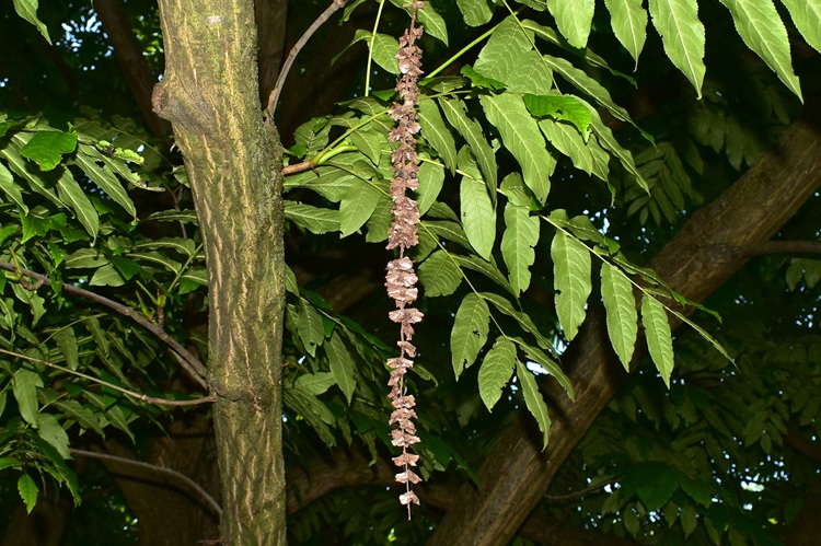 Pterocarya fraxinifolia, infruttescenza. frutti maturi.