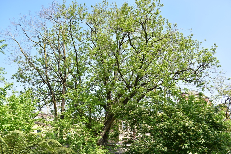 Pterocarya fraxinifolia, albero monumentale, Brera.