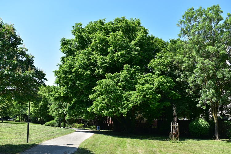 Pterocarya fraxinifolia, Chiesanuova.