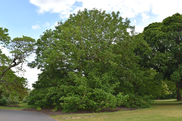 Pterocarya fraxinifolia, Kew.