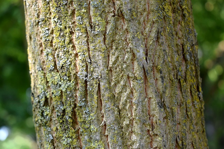 Pterocarya stenoptera, corteccia.