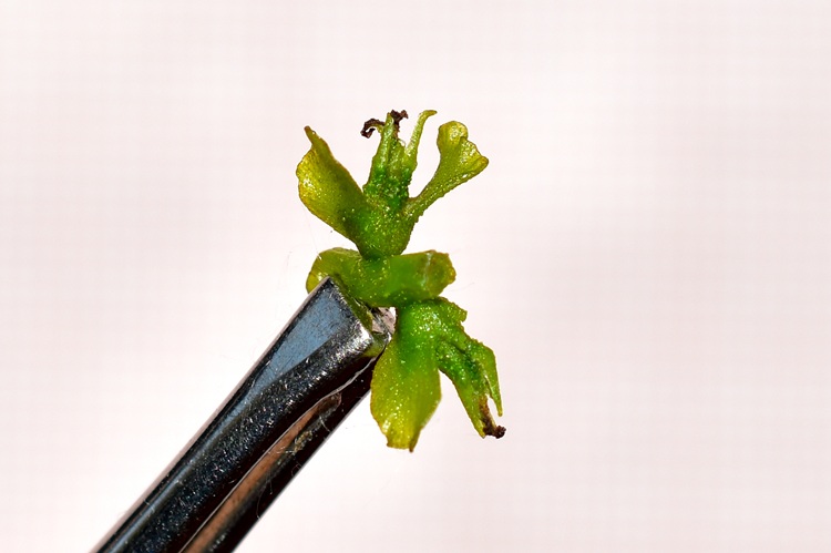 Pterocarya stenoptera, frutto immaturo ravvicinato.