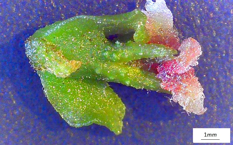 Pterocarya stenoptera, fiore femminile al microscopio, vista adassiale.