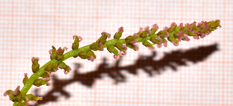 Pterocarya stenoptera, infiorescenza femminile 2.