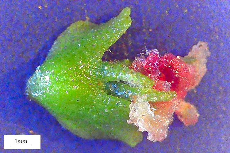 Pterocarya stenoptera, fiore femminile al microscopio, vista abassiale.