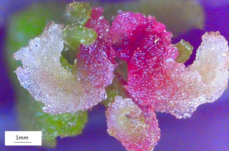 Pterocarya stenoptera, fiore femminile al microscopio, stigmi.