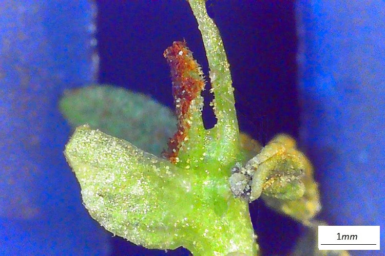 Pterocarya stenoptera, fiore machile singolo al microscopio. Bratteola.