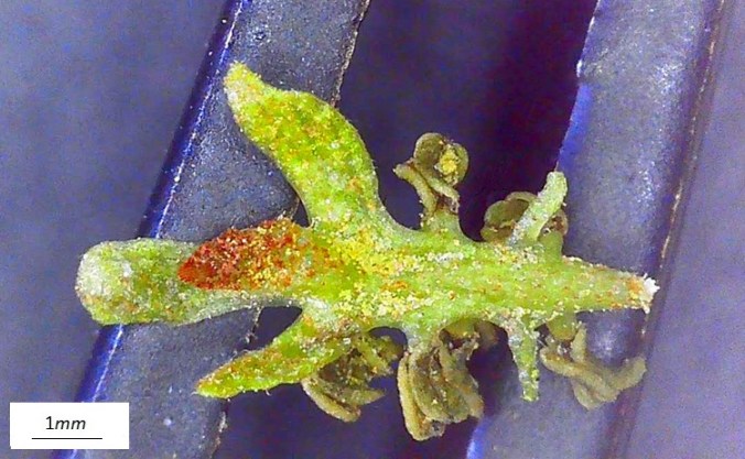 Pterocarya stenoptera, fiore machile singolo al microscopio. Lato inferiore.