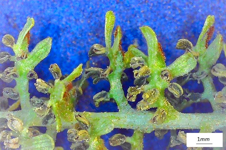 Pterocarya stenoptera, fiore machile, infiorescenza al microscopio.