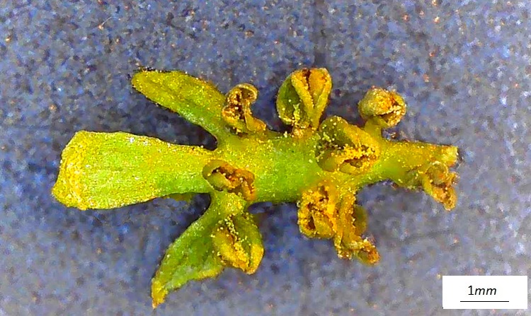 Pterocarya stenoptera, fiore machile singolo al microscopio. Lato superiore.