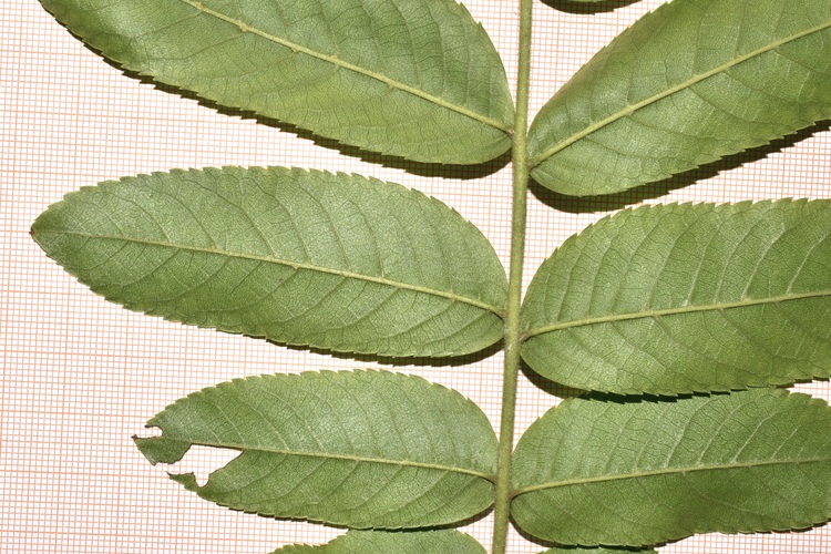 Pterocarya stenoptera, foglia pagina inferiore.