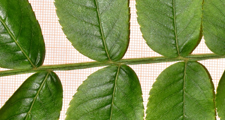 Pterocarya stenoptera, rachide alato.