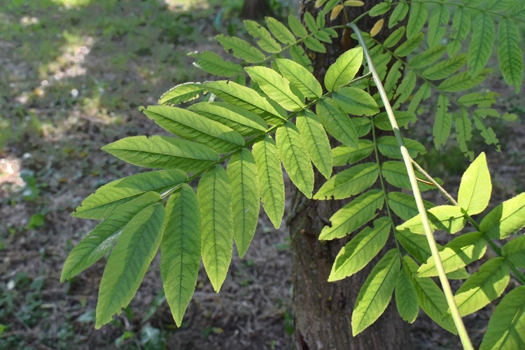 Pterocarya stenoptera, foglia 2.